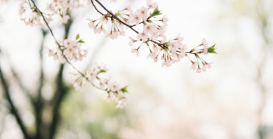 Feld mit blauen Kornblumen