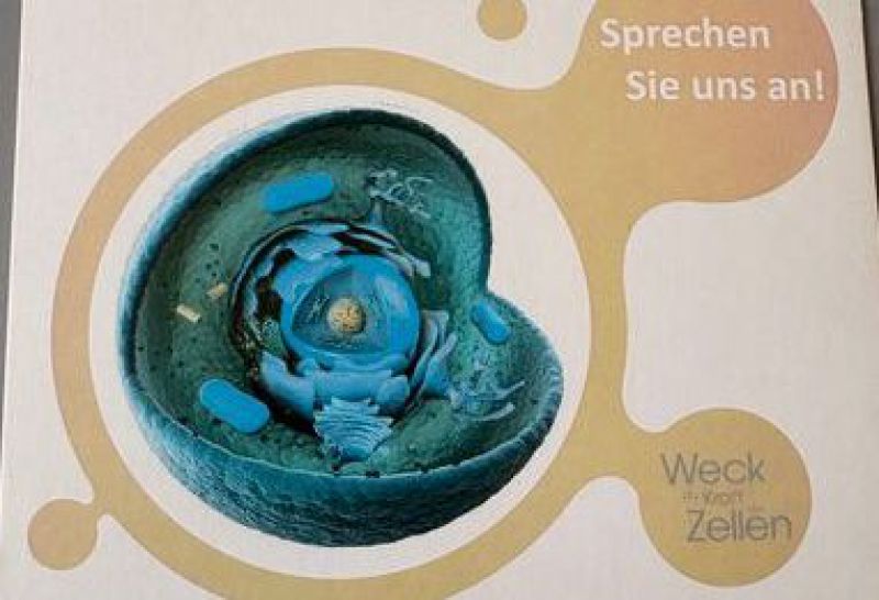 Flyerabbildung von Zelle vitOrgan Biomolekulare Therapie zur Unterstützung der Zellgesundheit