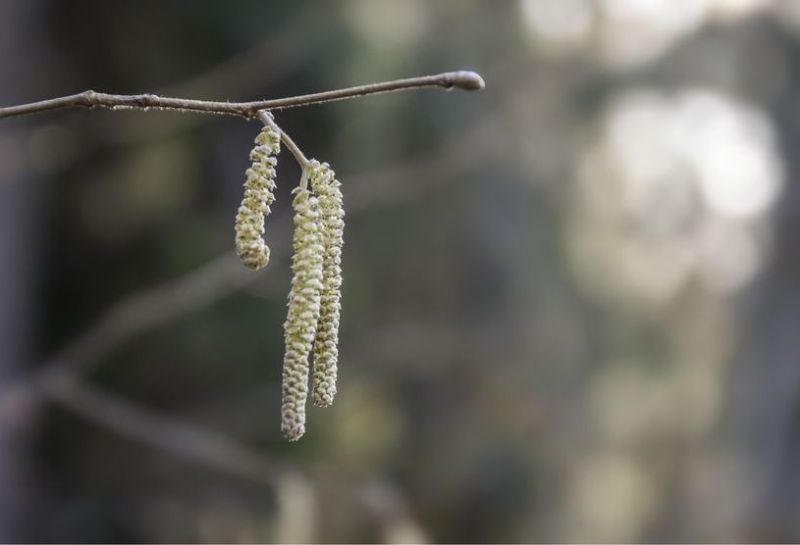 Gemmotherapie: Behandlung mit pflanzlichen Knospenextrakten
